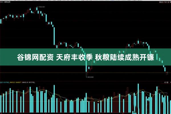 谷锦网配资 天府丰收季 秋粮陆续成熟开镰